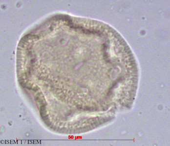 Cerastium viscosum - lame n° 14792